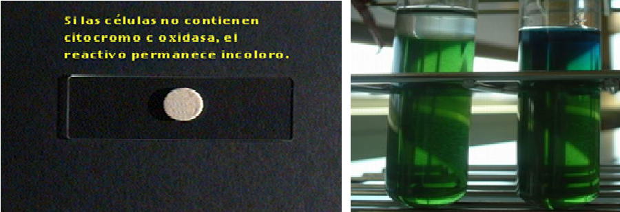 Describe las características, patogenicidad, vías de transmisión y prevención. Enterobacterias, Clostridium y Bacillus.