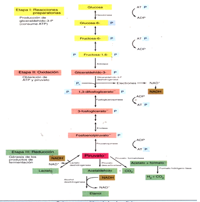 Describe las características, patogenicidad, vías de transmisión y prevención. Enterobacterias, Clostridium y Bacillus.
