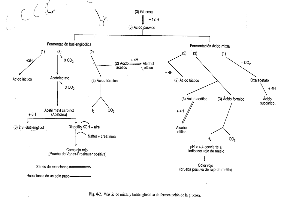 Describe las características, patogenicidad, vías de transmisión y prevención. Enterobacterias, Clostridium y Bacillus.