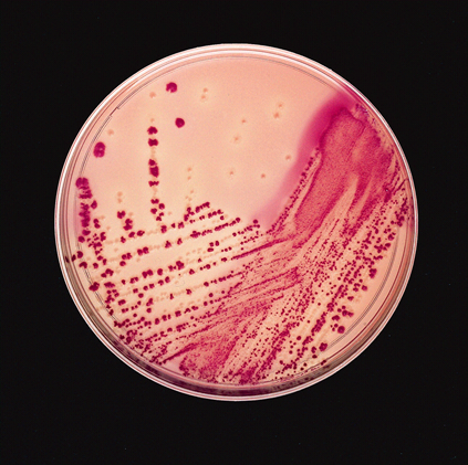 Describe las características, patogenicidad, vías de transmisión y prevención. Enterobacterias, Clostridium y Bacillus.