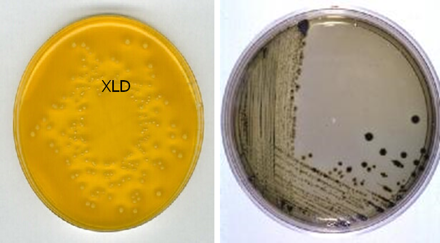 Describe las características, patogenicidad, vías de transmisión y prevención. Enterobacterias, Clostridium y Bacillus.