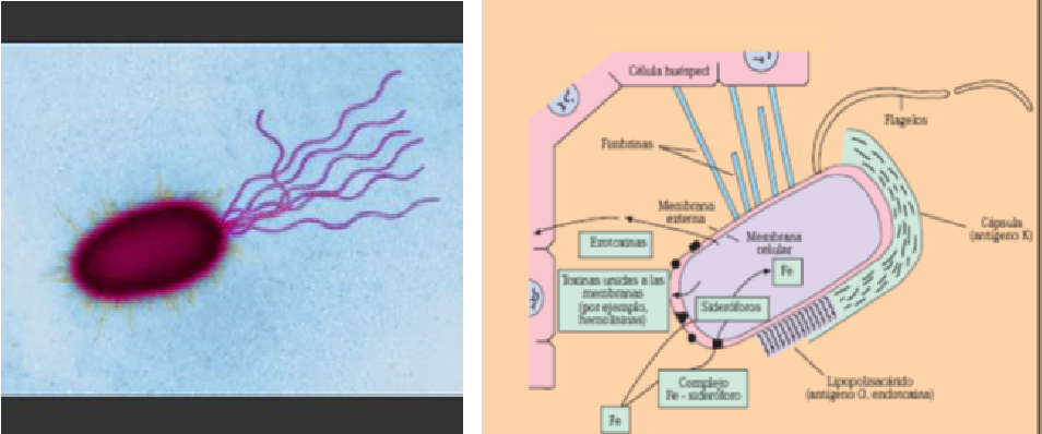 Describe las características, patogenicidad, vías de transmisión y prevención. Enterobacterias, Clostridium y Bacillus.