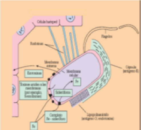 Describe las características, patogenicidad, vías de transmisión y prevención. Enterobacterias, Clostridium y Bacillus.