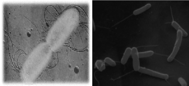 Describe las características, patogenicidad, vías de transmisión y prevención. Enterobacterias, Clostridium y Bacillus.