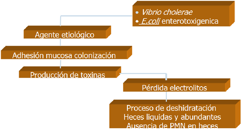 Describe las características, patogenicidad, vías de transmisión y prevención. Enterobacterias, Clostridium y Bacillus.