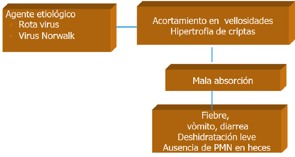 Describe las características, patogenicidad, vías de transmisión y prevención. Enterobacterias, Clostridium y Bacillus.