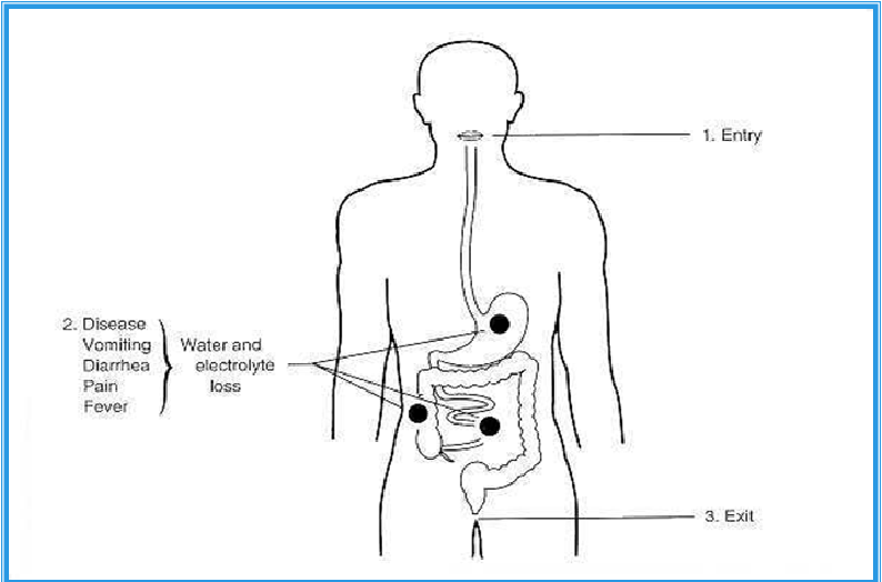 Describe las características, patogenicidad, vías de transmisión y prevención. Enterobacterias, Clostridium y Bacillus.