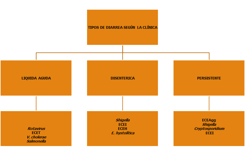 Describe las características, patogenicidad, vías de transmisión y prevención. Enterobacterias, Clostridium y Bacillus.