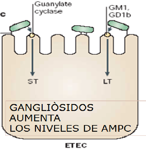 Describe las características, patogenicidad, vías de transmisión y prevención. Enterobacterias, Clostridium y Bacillus.