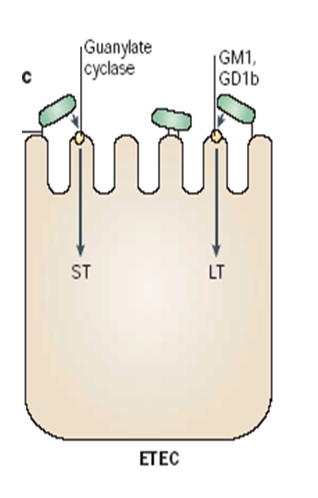 Describe las características, patogenicidad, vías de transmisión y prevención. Enterobacterias, Clostridium y Bacillus.