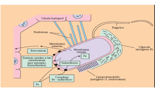 Describe las características, patogenicidad, vías de transmisión y prevención. Enterobacterias, Clostridium y Bacillus.