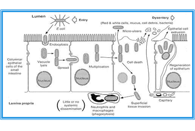 Describe las características, patogenicidad, vías de transmisión y prevención. Enterobacterias, Clostridium y Bacillus.