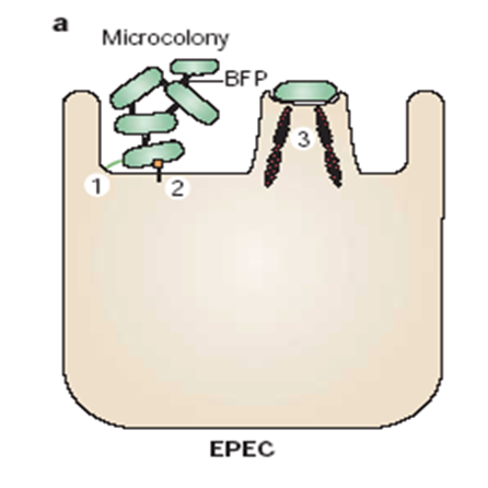 Describe las características, patogenicidad, vías de transmisión y prevención. Enterobacterias, Clostridium y Bacillus.