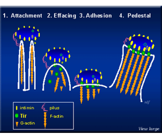 Describe las características, patogenicidad, vías de transmisión y prevención. Enterobacterias, Clostridium y Bacillus.