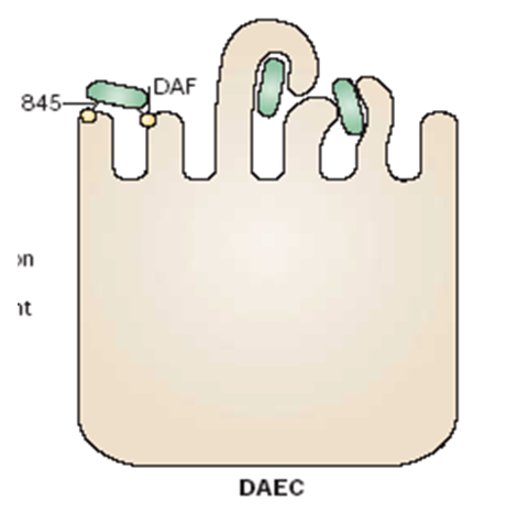 Describe las características, patogenicidad, vías de transmisión y prevención. Enterobacterias, Clostridium y Bacillus.