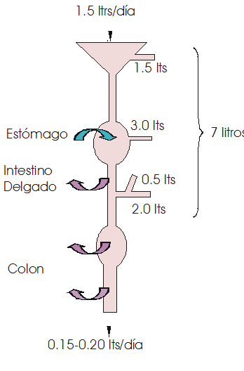 Describe las características, patogenicidad, vías de transmisión y prevención. Enterobacterias, Clostridium y Bacillus.