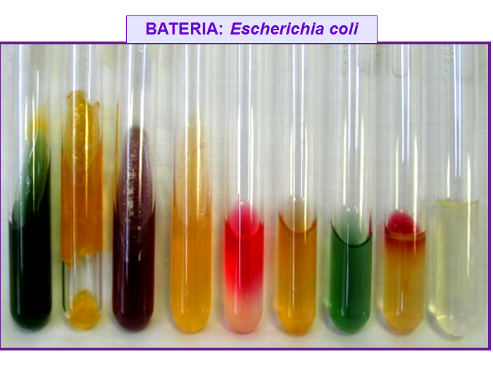 Describe las características, patogenicidad, vías de transmisión y prevención. Enterobacterias, Clostridium y Bacillus.