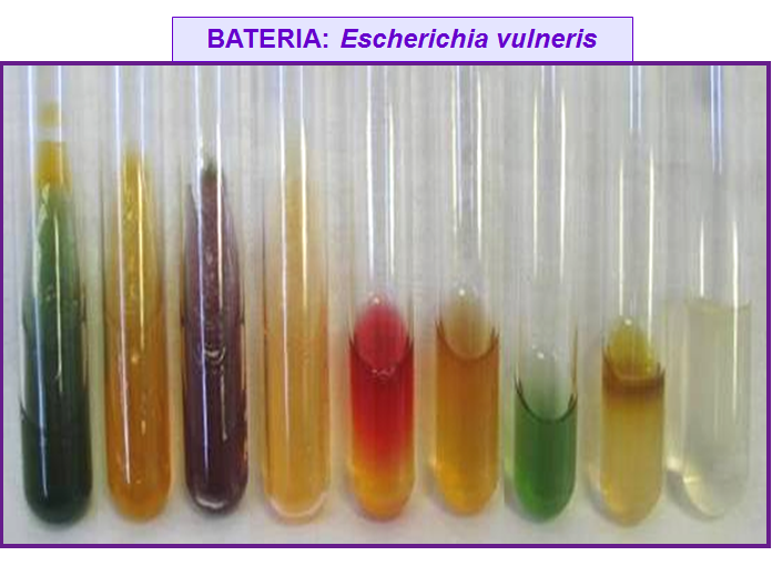 Describe las características, patogenicidad, vías de transmisión y prevención. Enterobacterias, Clostridium y Bacillus.