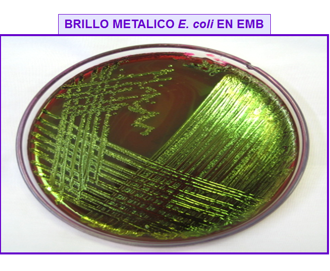 Describe las características, patogenicidad, vías de transmisión y prevención. Enterobacterias, Clostridium y Bacillus.