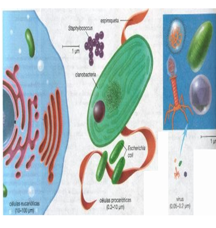 Describe las características, patogenicidad, vías de transmisión y prevención. Vibrio, Brucella, Pseudomona y Listeria.