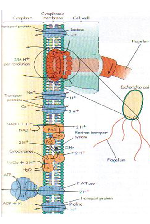 Describe las características, patogenicidad, vías de transmisión y prevención. Vibrio, Brucella, Pseudomona y Listeria.