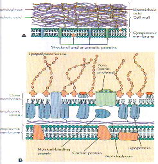 Describe las características, patogenicidad, vías de transmisión y prevención. Vibrio, Brucella, Pseudomona y Listeria.