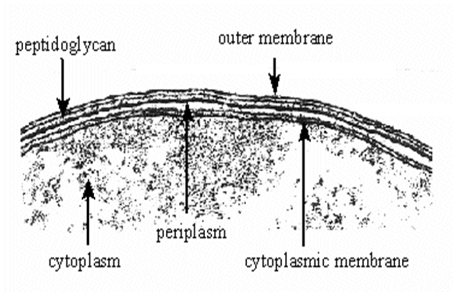Describe las características, patogenicidad, vías de transmisión y prevención. Vibrio, Brucella, Pseudomona y Listeria.