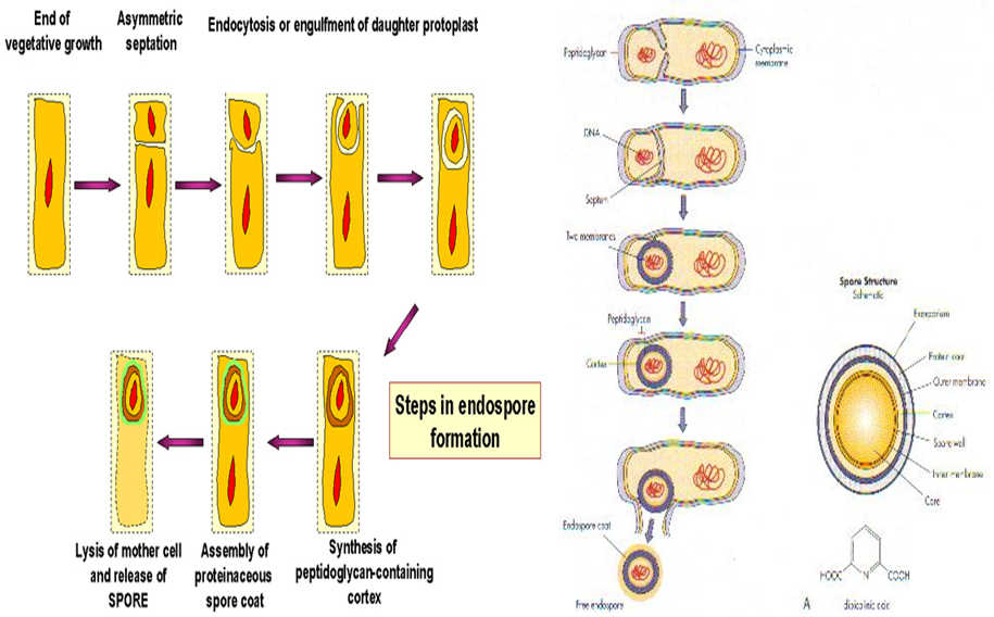 Describe las características, patogenicidad, vías de transmisión y prevención. Vibrio, Brucella, Pseudomona y Listeria.