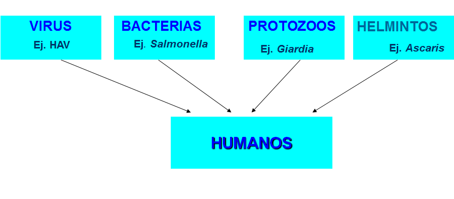 Campylobacter, Yersinia y Helicobacter pylori.
