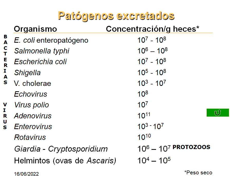 Campylobacter, Yersinia y Helicobacter pylori.