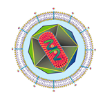 Campylobacter, Yersinia y Helicobacter pylori.