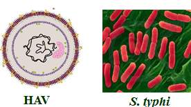 Campylobacter, Yersinia y Helicobacter pylori.