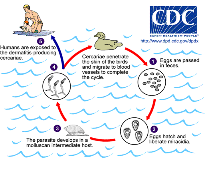 Campylobacter, Yersinia y Helicobacter pylori.