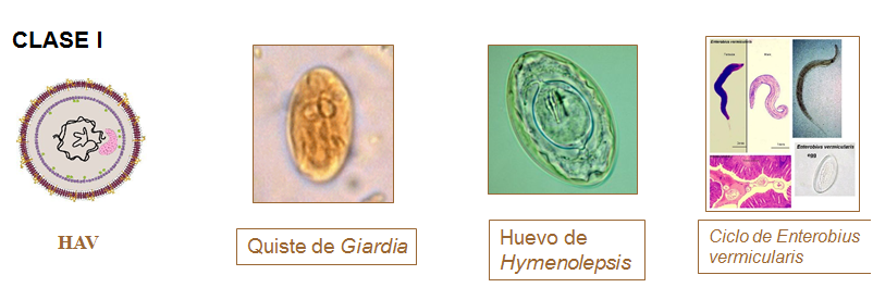 Campylobacter, Yersinia y Helicobacter pylori.