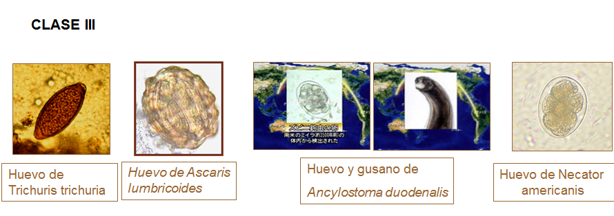 Campylobacter, Yersinia y Helicobacter pylori.