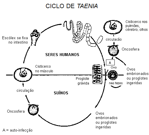 Campylobacter, Yersinia y Helicobacter pylori.