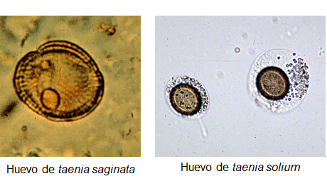 Campylobacter, Yersinia y Helicobacter pylori.