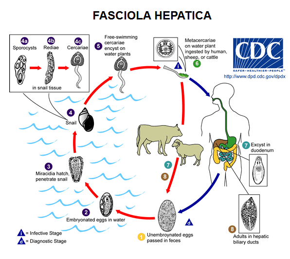 Campylobacter, Yersinia y Helicobacter pylori.