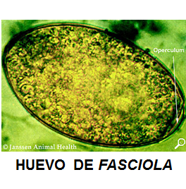 Campylobacter, Yersinia y Helicobacter pylori.