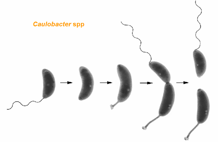 Campylobacter, Yersinia y Helicobacter pylori.