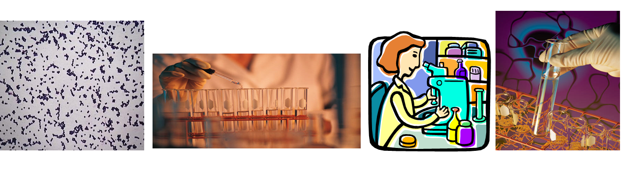 Describe las características, patogenicidad, vías de transmisión y prevención. Staphylococcus y Streptococcus.