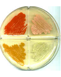 Describe las características, patogenicidad, vías de transmisión y prevención. Staphylococcus y Streptococcus.