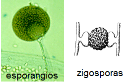Describe las características, estructuras y reproducción de los hongos