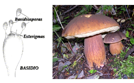Describe las características, estructuras y reproducción de los hongos