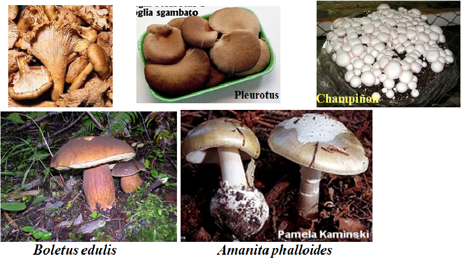 Describe las características, estructuras y reproducción de los hongos