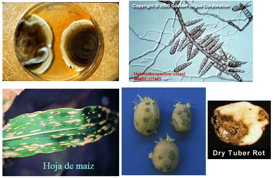 Describe las características, estructuras y reproducción de los hongos