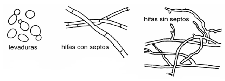 Describe las características diferenciales de los géneros de levaduras