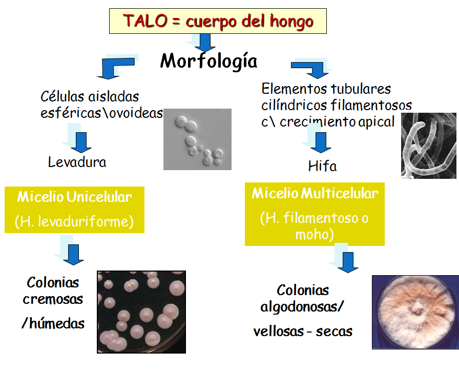 Describe las características diferenciales de los géneros de levaduras