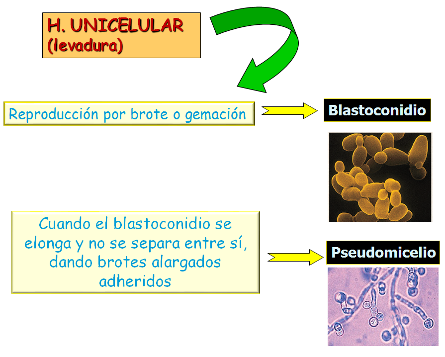Describe las características diferenciales de los géneros de levaduras