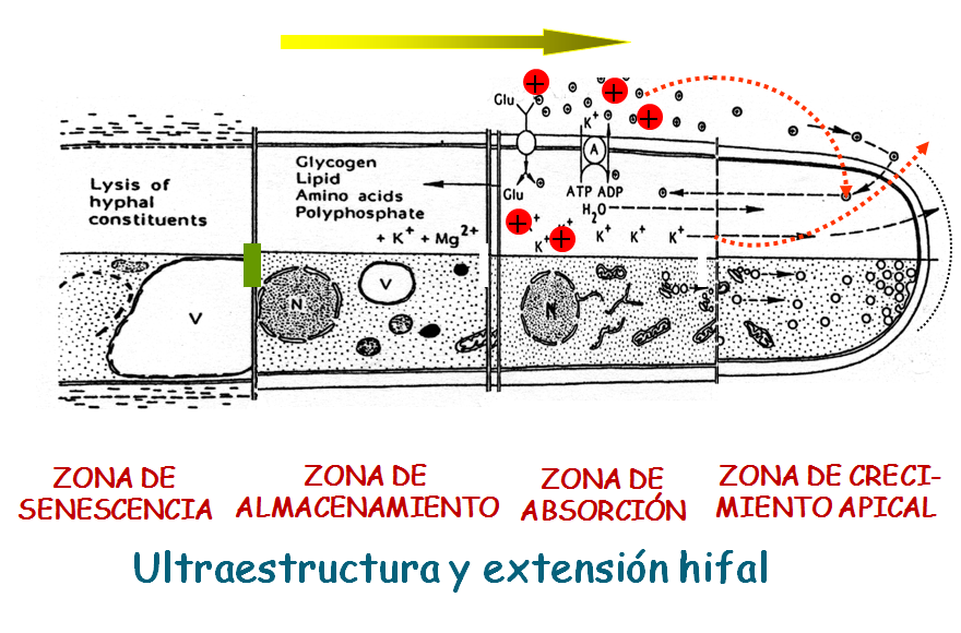Describe las características diferenciales de los géneros de levaduras